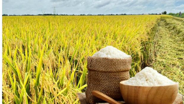 Giá lúa gạo ngày 03/02/2026 - Thị trường đang lặng sóng