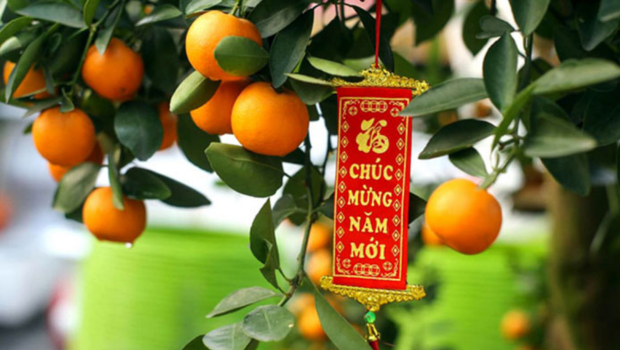 Ý nghĩa và cách chăm sóc cây quất trước và sau Tết 2026