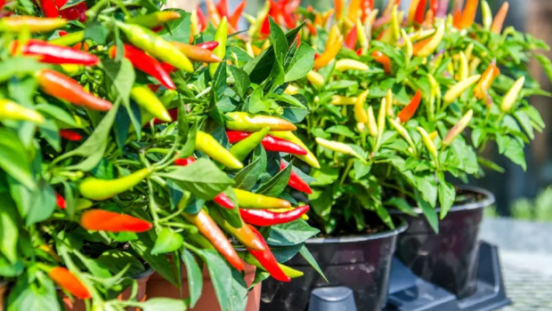 Cách trồng cây ớt đơn giản tại nhà, thu hoạch quanh năm hiệu quả