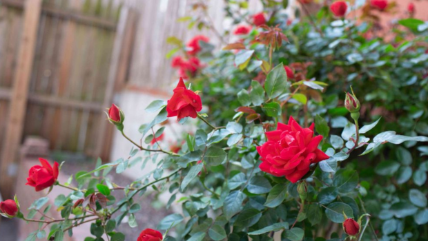 Cách trồng và chăm sóc cây hoa hồng hiệu quả cho người mới, đơn giản