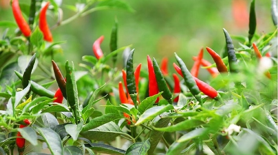 Kỹ thuật thu hoạch ớt