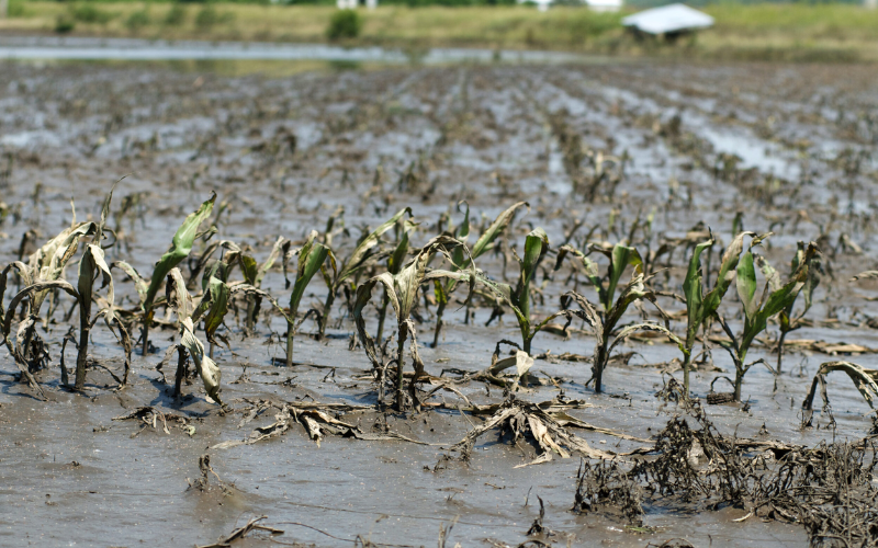 Tình trạng thiệt hại cây trồng sau mưa lớn