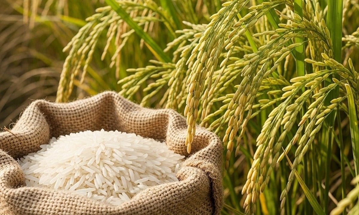 Giá lúa gạo hôm nay