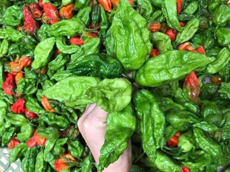 Ớt trung đoàn được mọi người tranh nhau đặt mua