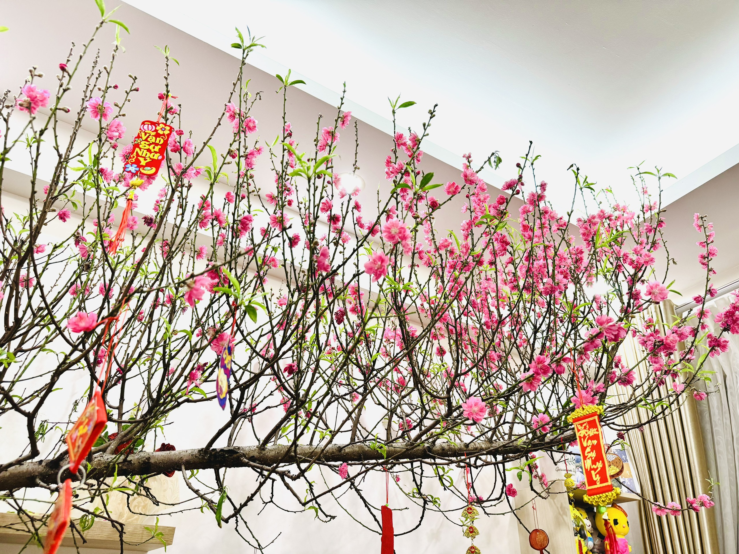 Mẹo đào nở đẹp đúng 3 ngày Tết