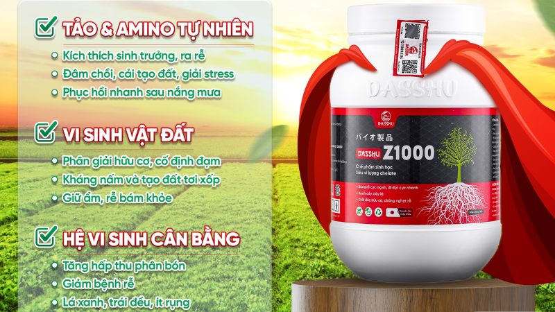 Sản phẩm Z1000 của Dasshu