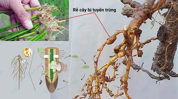 Rễ cây bị tuyến trùng