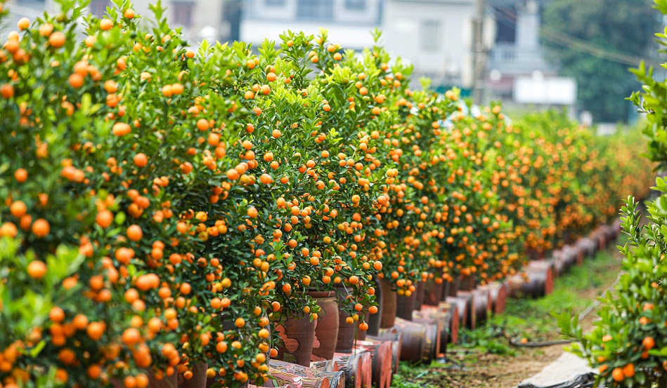 Ý nghĩa phong thủy của cây quất trong ngày Tết Nguyên Đán