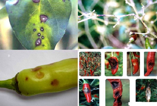 Các loại sâu bệnh hại ớt và biện pháp phòng trừ